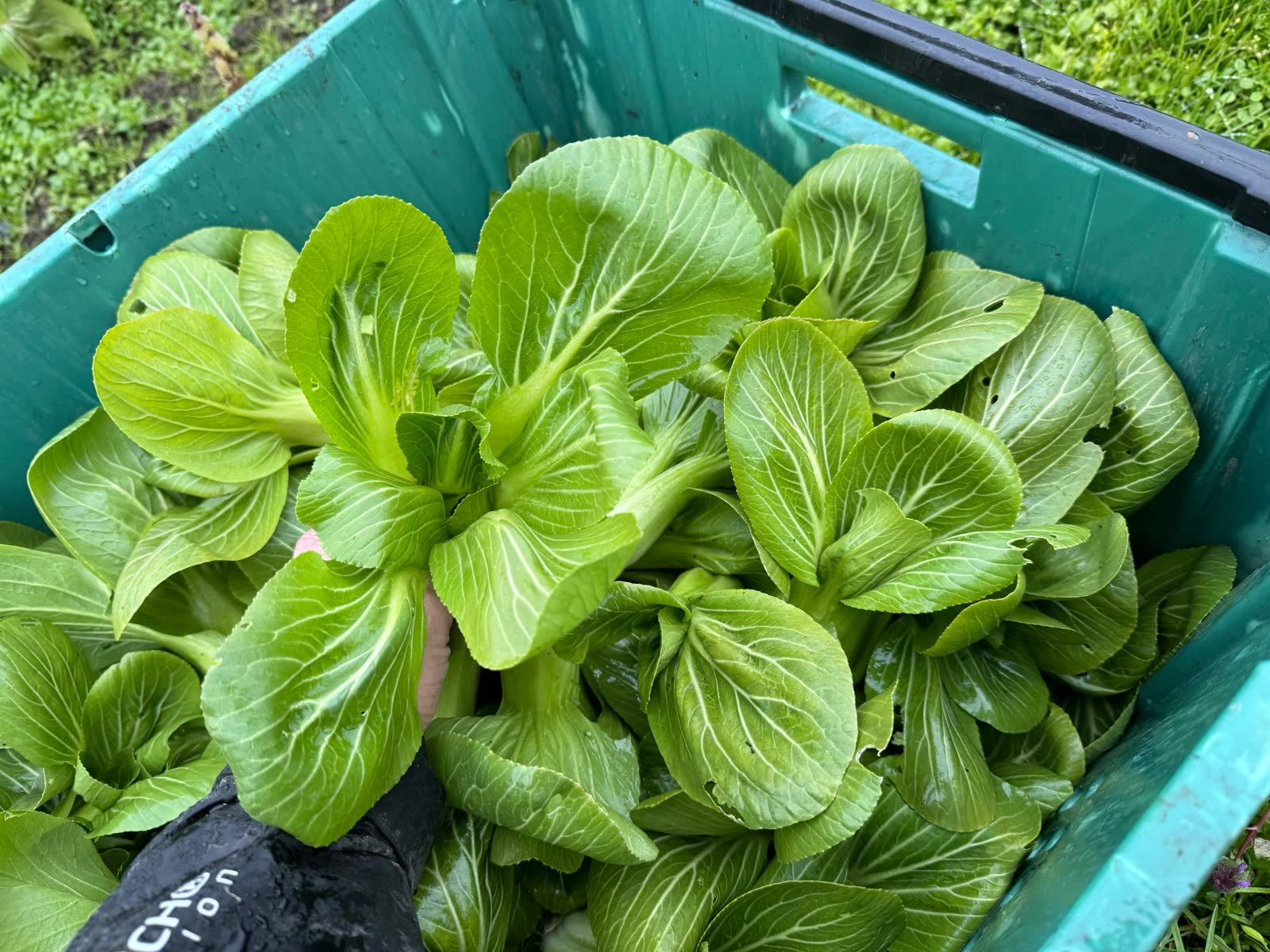 A crate full of freshly harvested bok choy