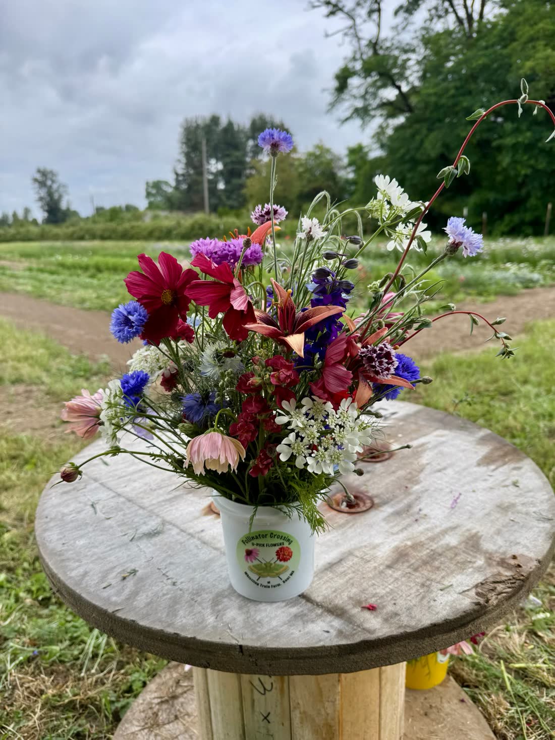 A big U-Pick bouquet of dahlias, cosmos and cornflowers on a wooden spool table in the field