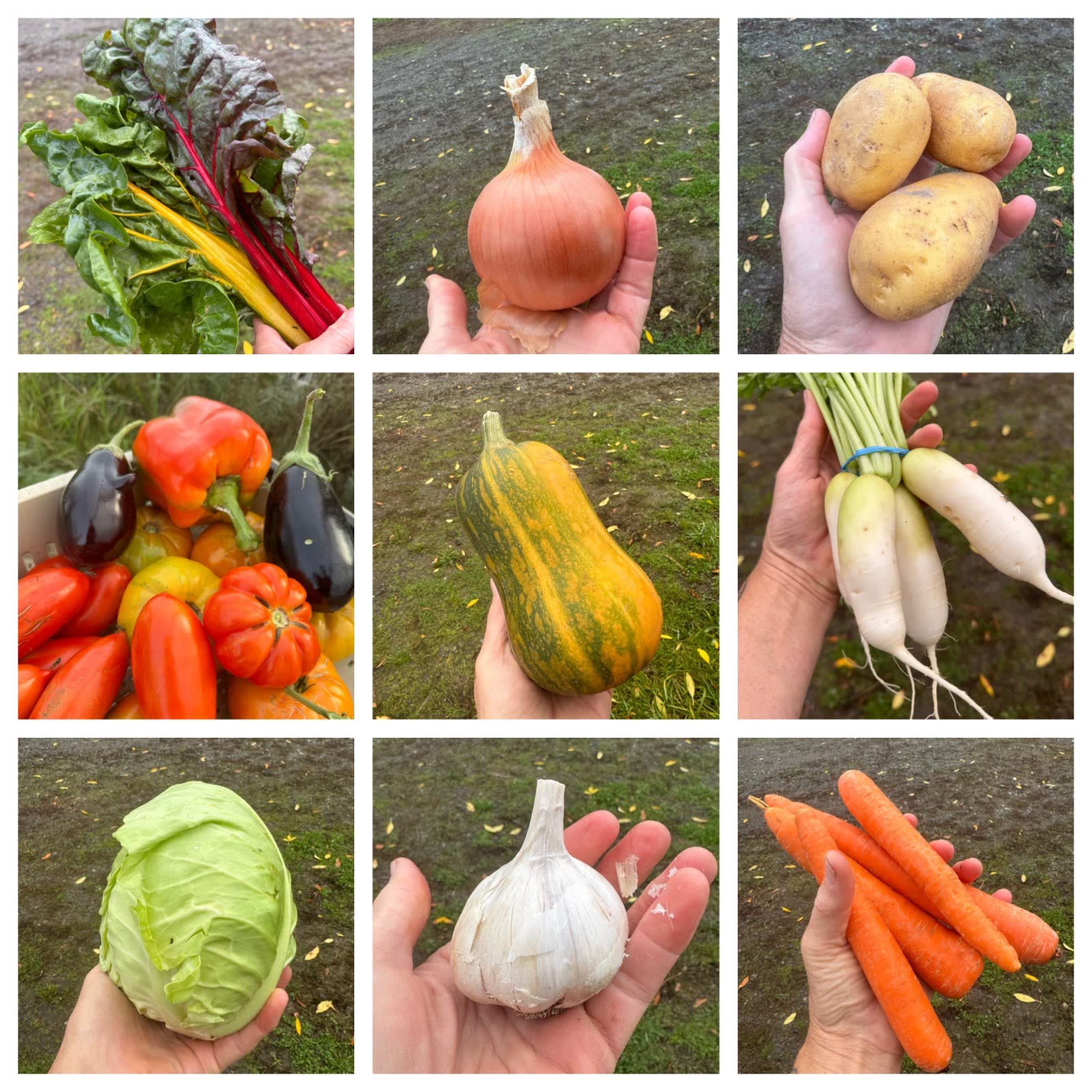 A collage of one week's CSA share: chard, onion, potatoes, peppers, squash, radishes, cabbage, garlic and carrots