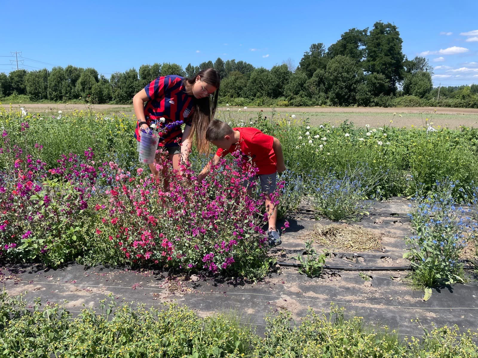 Visitors bent over the rows of the U-Pick cut flower garden on a summer day
