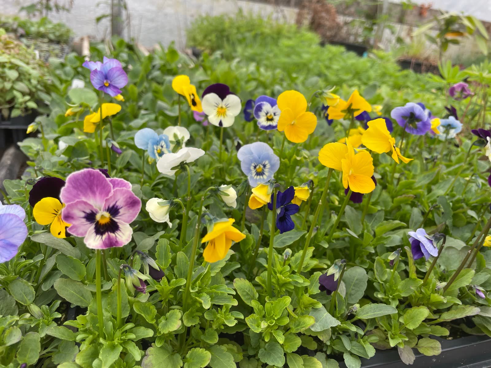 Purple and yellow pansies in bloom