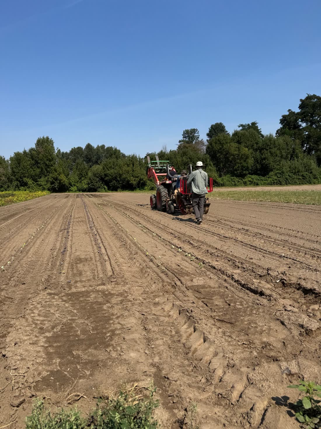 Planting transplants into a freshly worked field from the back of a tractor