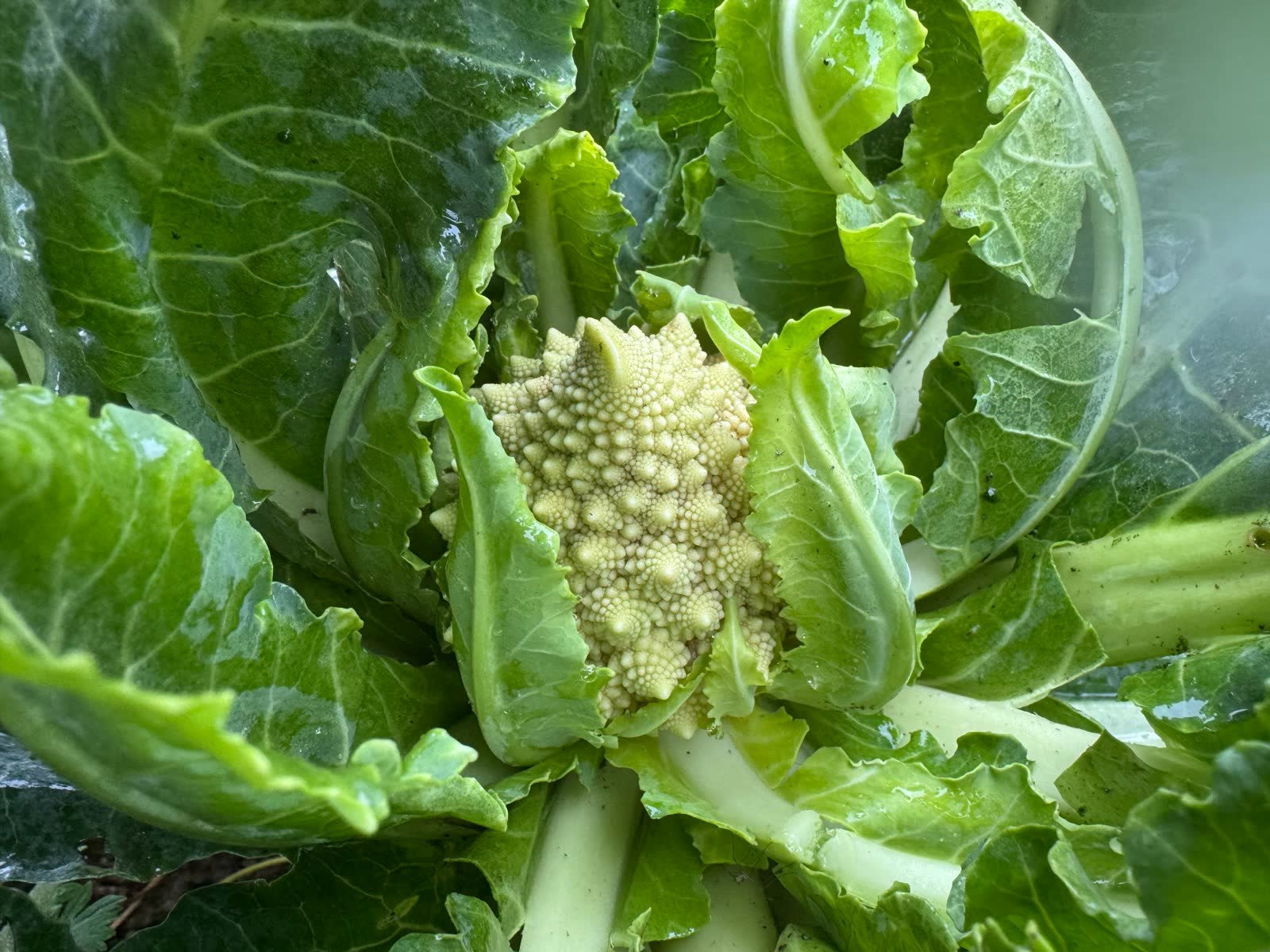 A Romanesco head forming inside its leaves