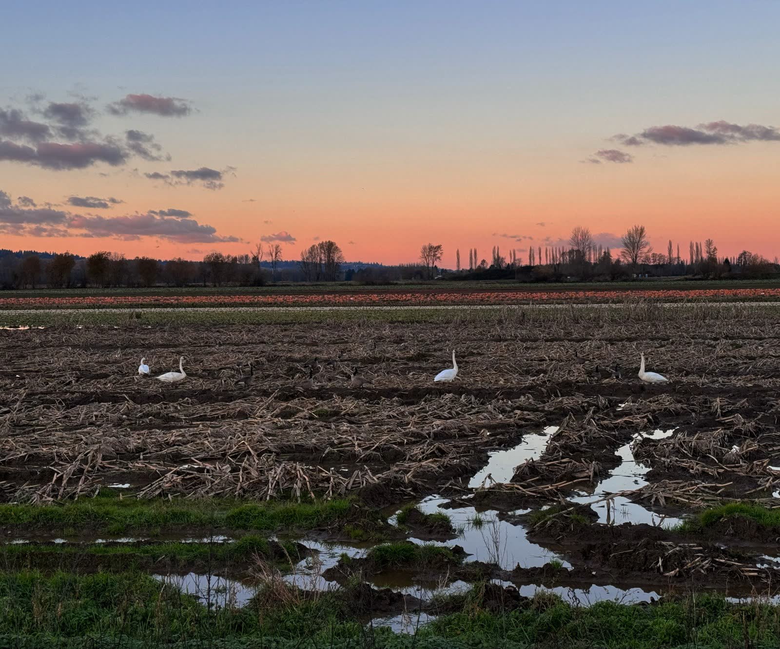 Trumpeter swans resting on the wet winter field at dusk