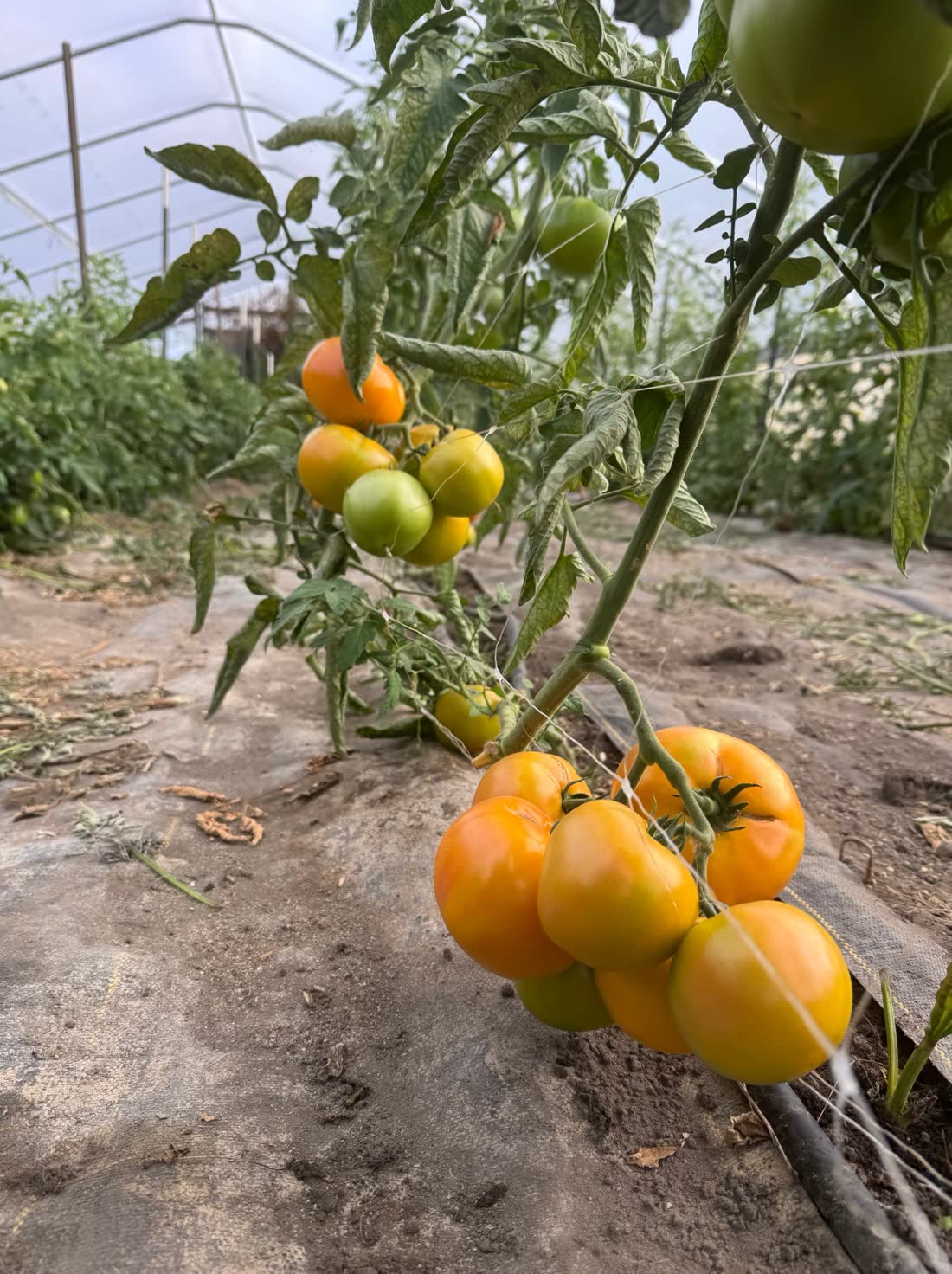 Orange heirloom tomatoes ripening on the vine in the hoop house