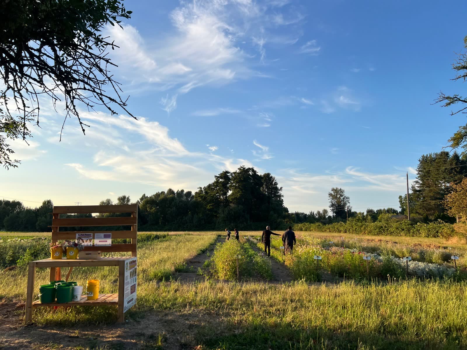 The U-Pick stand at the edge of the field with visitors walking down the rows